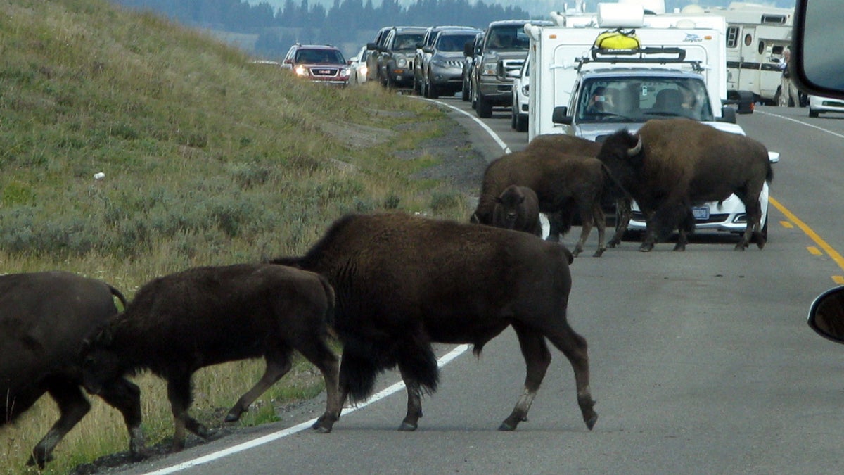  'If bison are on the move, tourists are going to wait. The average bison jam adds a half-hour to most commutes through Yellowstone's Hayden Valley, their favorite meeting place.' (Pamela J. Forsythe/for NewsWorks) 