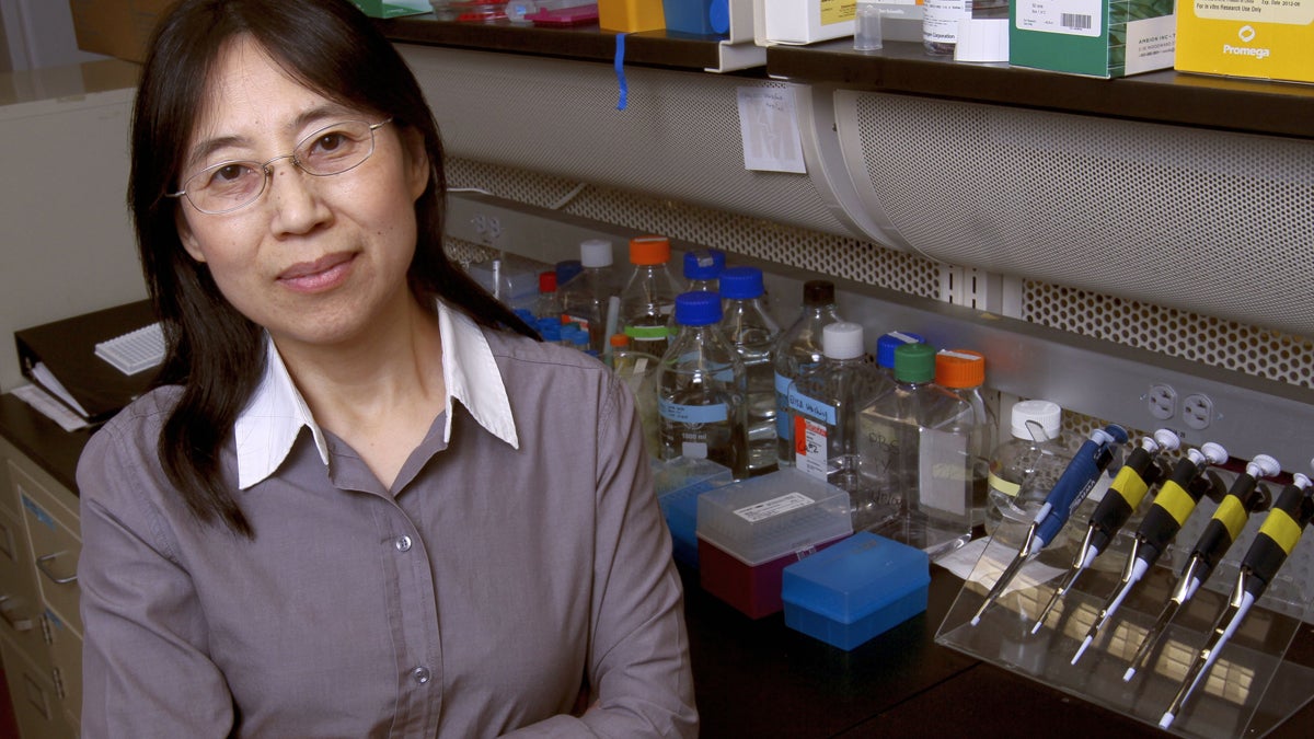  Hong Wang, a molecular biologist at the Monell Center, studies interactions of the taste and immune systems. (Image courtesy of Paola Nogueras) 