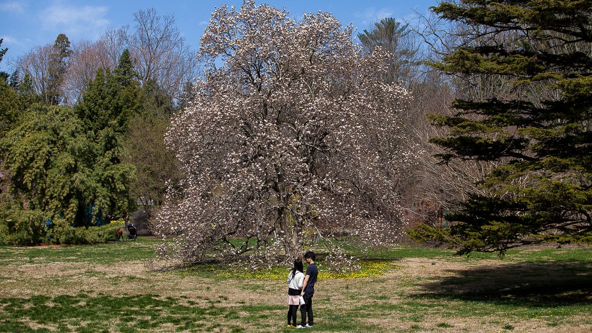 A Magnolia tree shows signs of life during the Japanese Cherry Blossom Festival. (Brad Larrison/for NewsWorks)