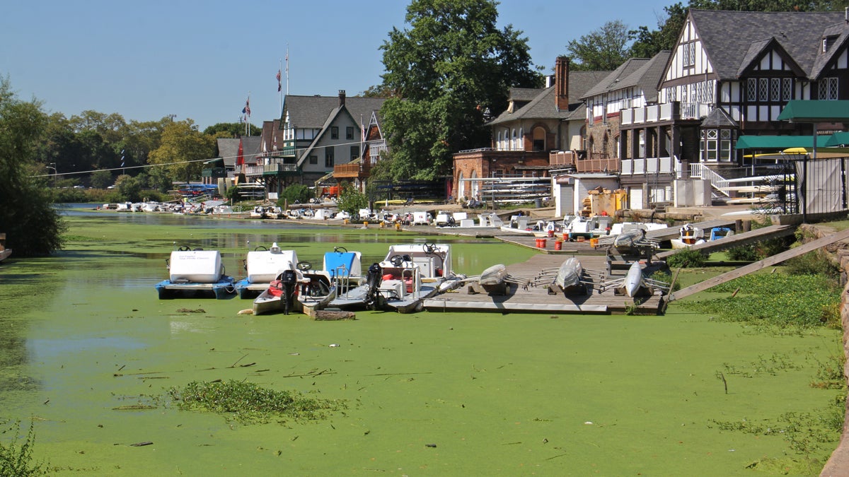 The Schuylkill River near Boathouse Row is carpeted with duckweed. (Emma Lee/WHYY)