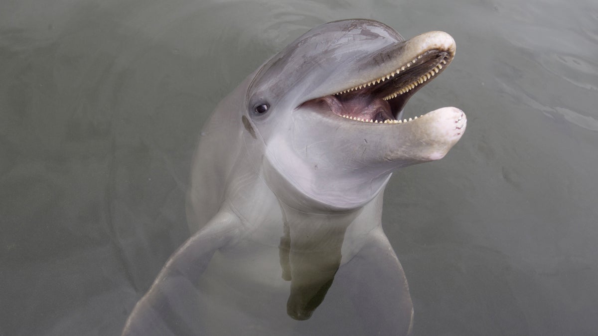 bottlenose-dolphin_1200x675-1 (File photo)