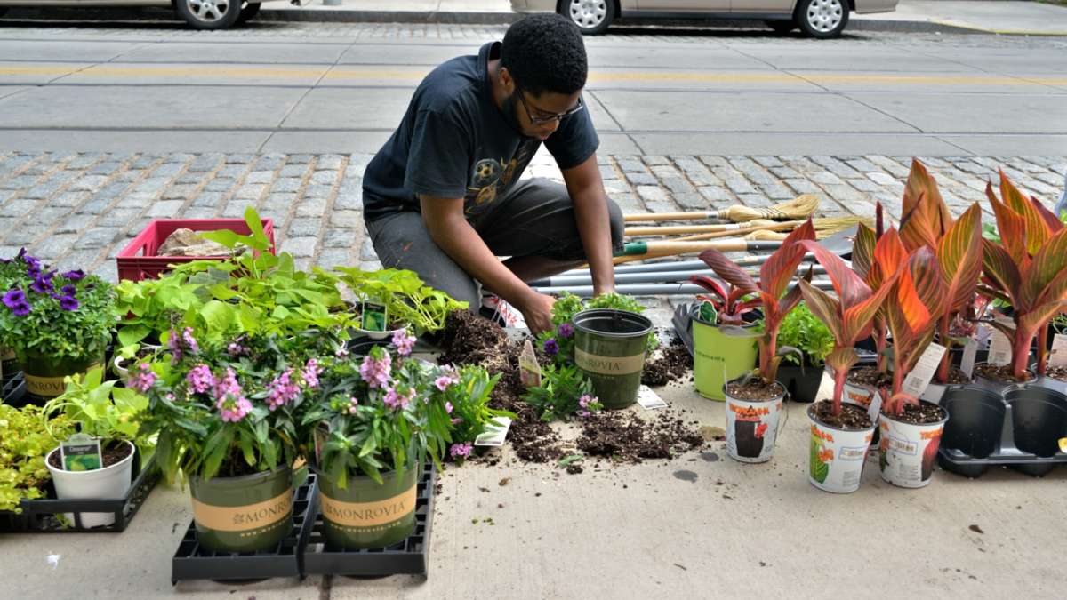  Marc Browning prepares plants along Germantown Avenue during a streetscaping project. (Bas Slabbers/for NewsWorks) 