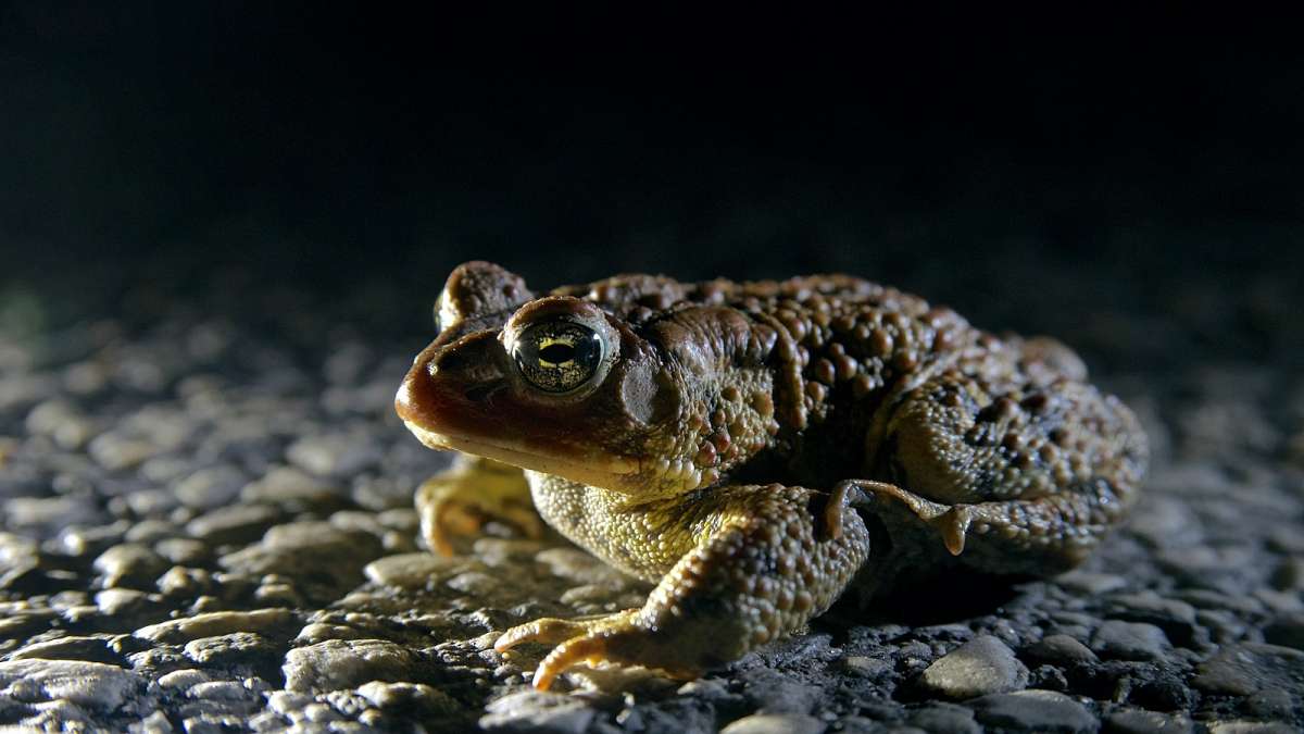  Check out our story on the annual toad detour in Roxborough. (Bas Slabbers/for NewsWorks) 