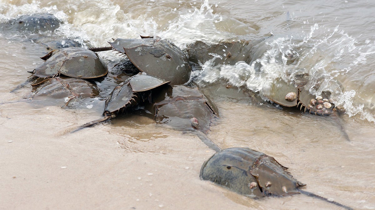  A female horseshoe crab is hidden under a large number of smaller sized males. (Bas Slabbers for WHYY, file) 