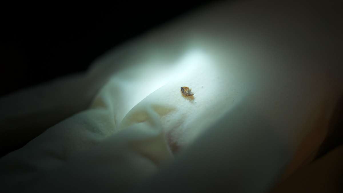 A dead female bed bug is found in an interception device used by an exterminator in a Philadelphia home. (Bas Slabbers/for NewsWorks)