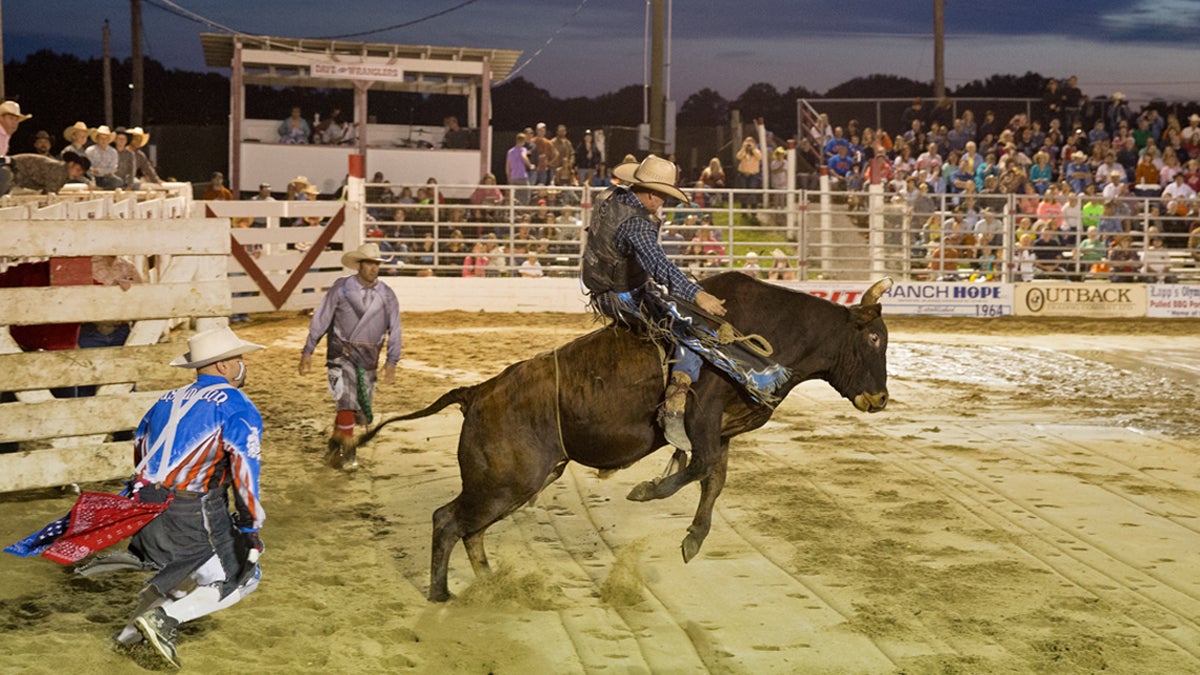  A bull has about six moves and the challenge to riding is reacting to the succession of moves said veteran rider Troy Alexander. (Lindsay Lazarski/WHYY) 