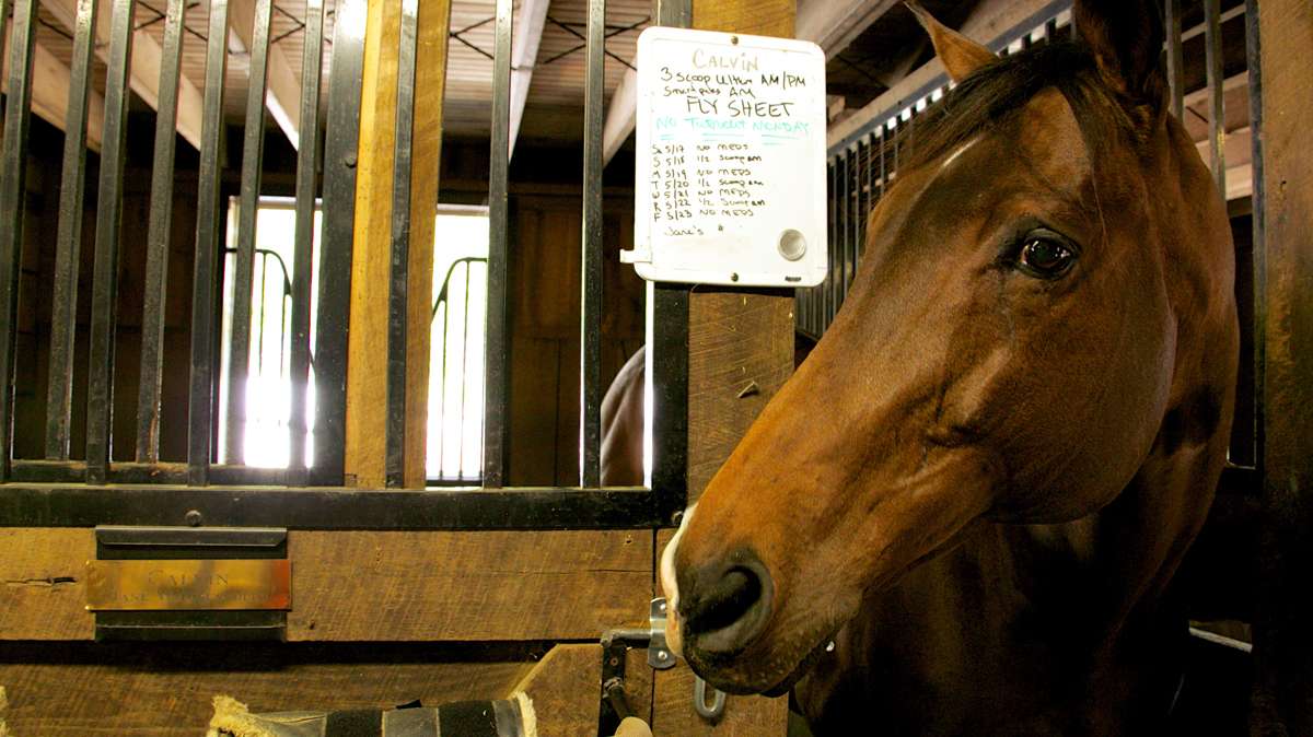  Calvin pops his head outside of his stall where a white board lists his rigorous medication schedule. (Nathaniel Hamilton/for NewsWorks) 