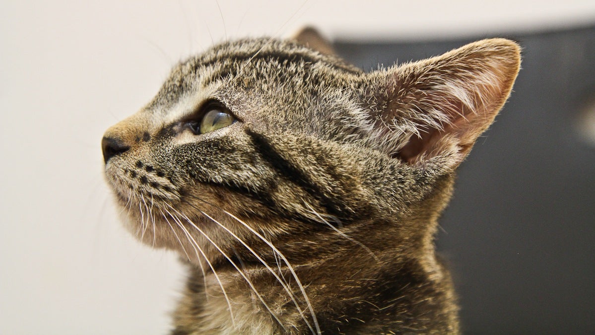 A 3 month old tabby kitten is available for adoption at PAWS shelter in Old City. (Kimberly Paynter/WHYY)