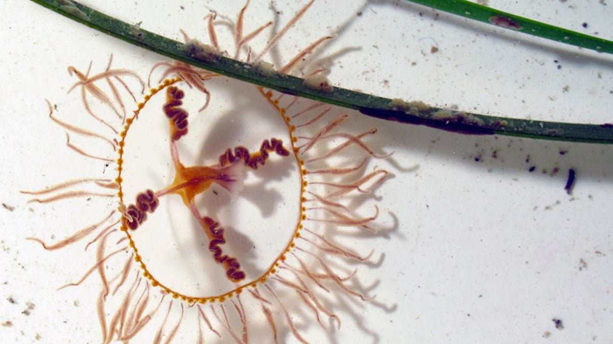 Clinging jellyfish (Dann Blackwood/U.S. Geologoical Survey