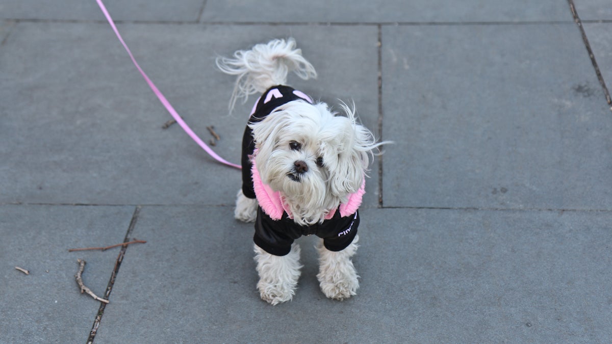  Lilly, 8, wears a coat for her walk in Washington Square Park Tuesday. (Kimberly Paynter/WHYY) 