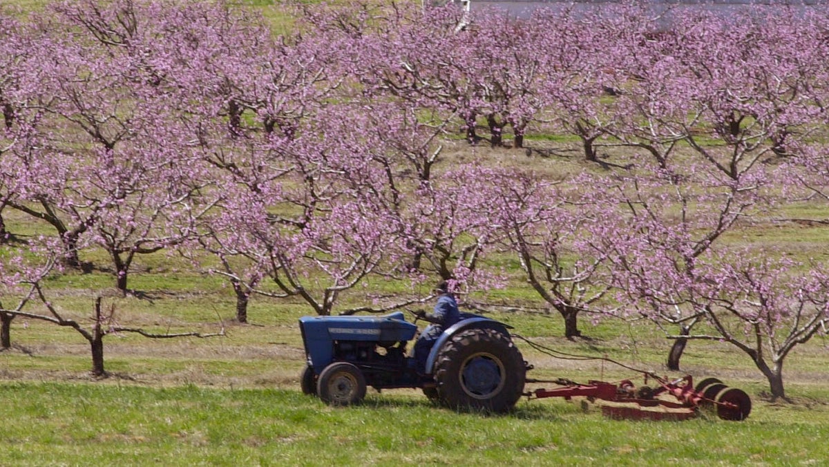 New Jersey peach farmers are assessing the damage caused by the recent below-freezing temperatures.(AP photo