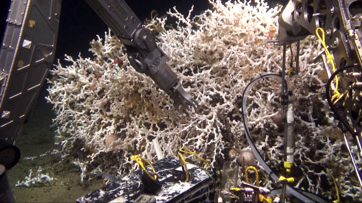 Samples of deep sea corals are taken by Temple researchers below the Gulf of Mexico. (Photo courtesy of Ivan Hurzeler
