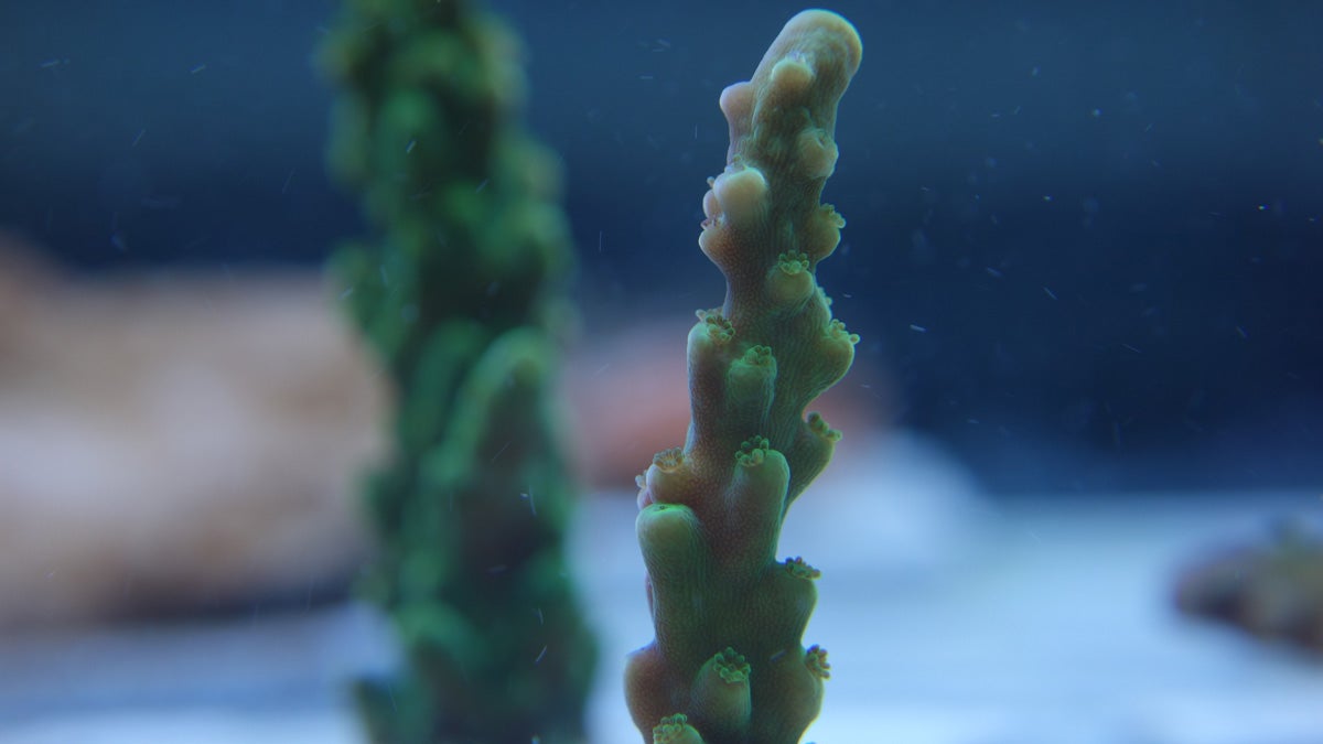 Fragments of the coral Montipora danae attached to tile at the Penn State lab aquarium. (Photo by Allison M. Lewis)