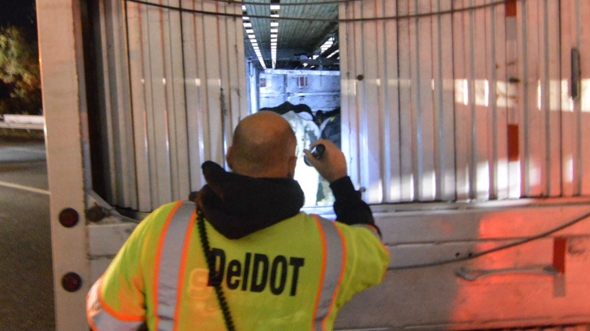 A DelDOT worker checks on cows in the back of an overturned truck. (John Jankowski/WHYY)
