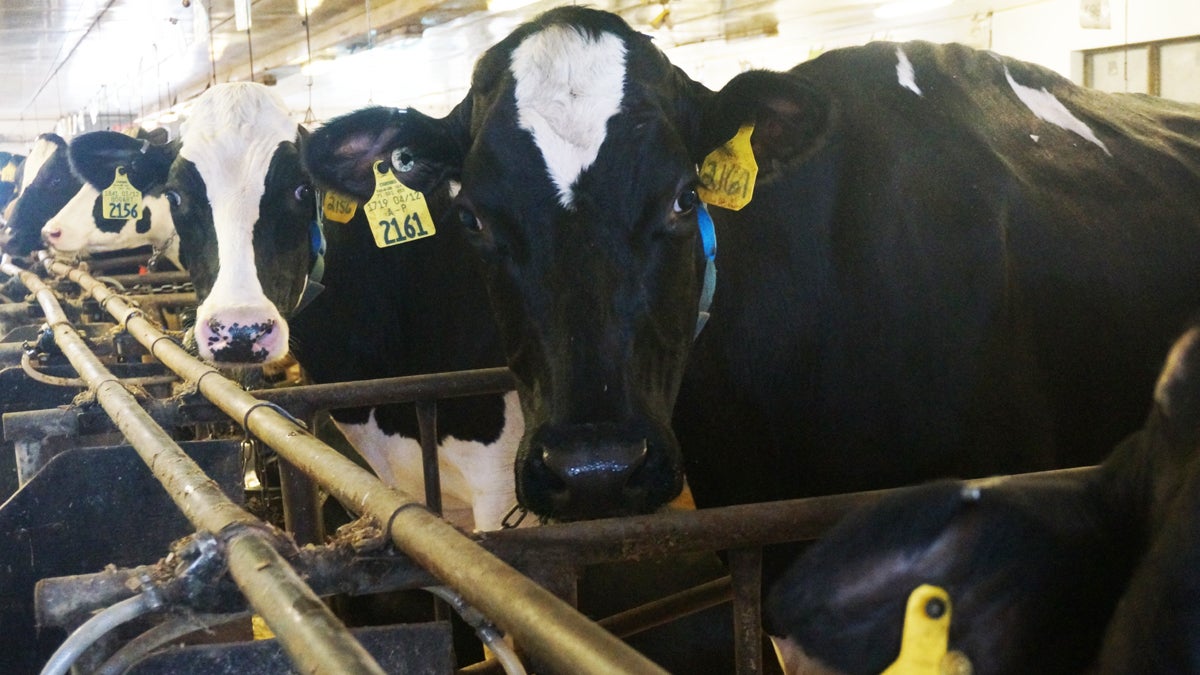 In this stock photo, black and white Holstein dairy cows are in their stalls in Penn State's research barn. 