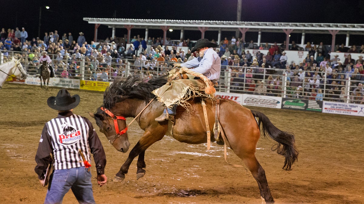  A cowboy hangs on during the saddle bronc riding event Saturday night at the Cowtown Rodeo in Pilesgrove, N.J. (Lindsay Lazarski/WHYY) 
