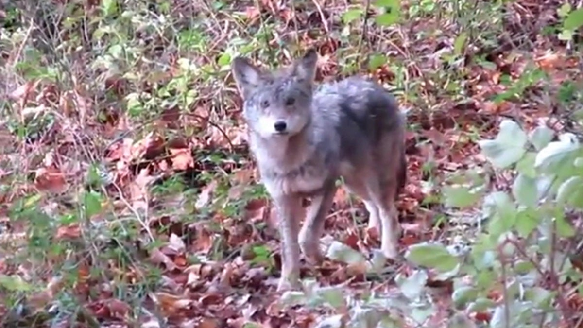  A coyote pup walks through White Clay Creek State Park in this still from a YouTube video filmed by Delaware hunter James Blackstock. (photo courtesy James Blackstock) 