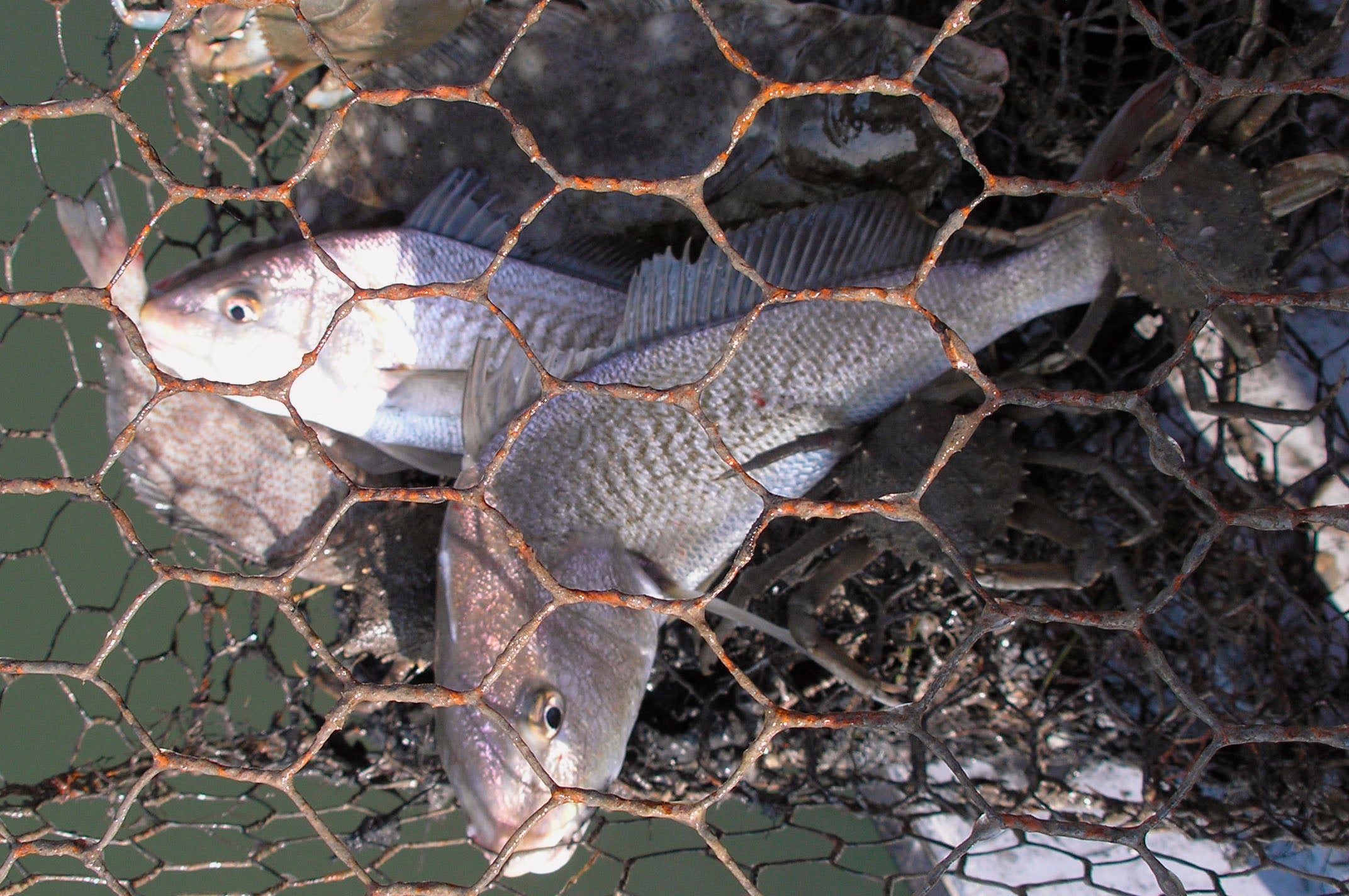  Abandoned crab pots unnecessarily trap fish and harm the marine ecosystem, according to the Conserve Wildlife Foundation of NJ. (Image: NOAA) 