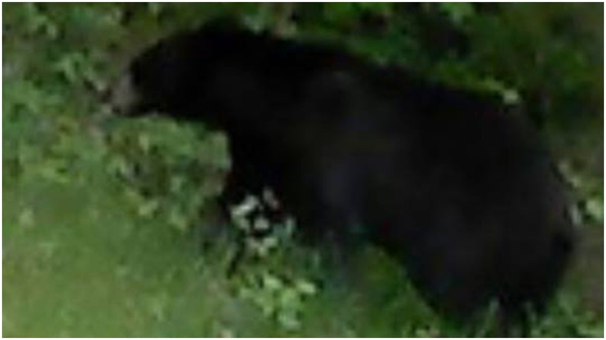 The bear has been reported to be in the area of White Clay Creek State Park and the City of Newark. This picture was sent to us