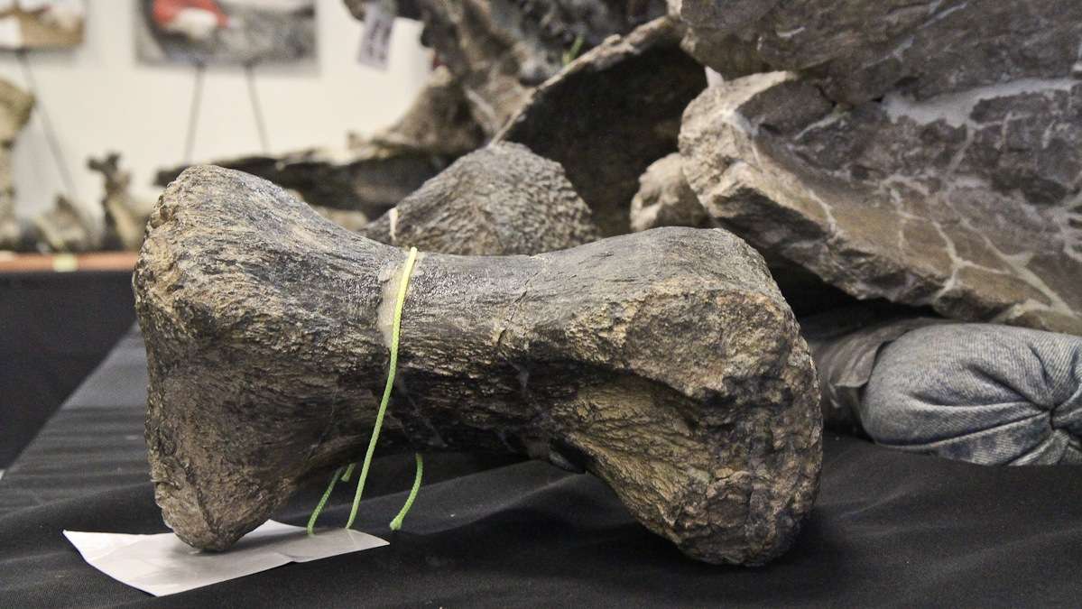 A single toe bone of Dreadnoughtus schrani weighs approximately 15 pounds. Only one was found. (Kimberly Paynter/WHYY)