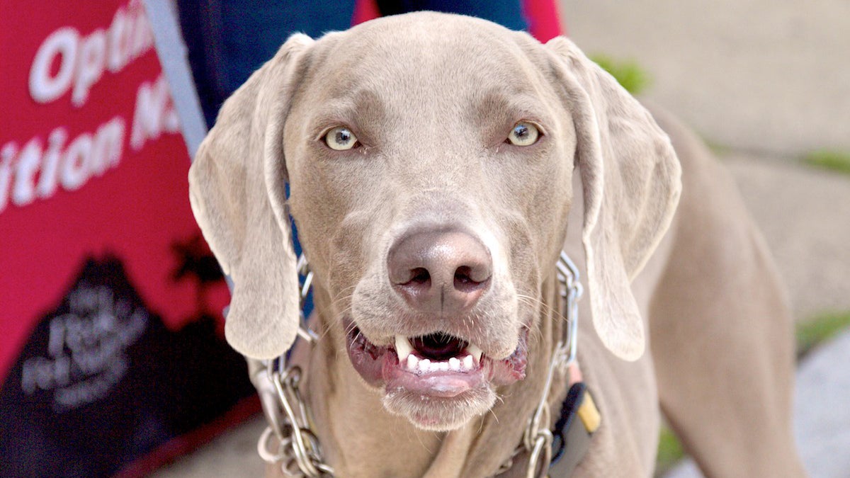  Tucher the Weimaraner is shown at Weavers Way Co-op's second annual Pet-a-Palooza in June 2012. (Jana Shea/for NewsWorks, file) 