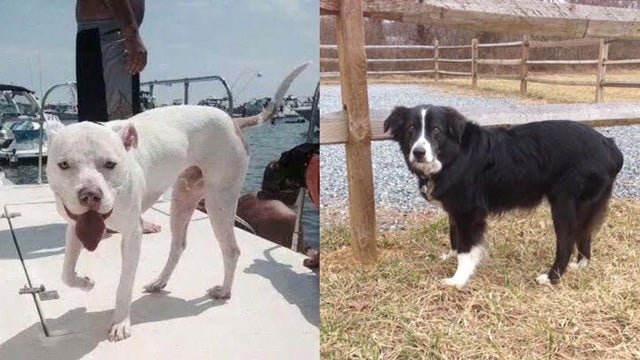  Jeter, left, has been missing from Toms River since late July. Cooper disappeared from Long Beach Island in late September. (Photos courtesy of Facebook pages organized for the dogs.) 