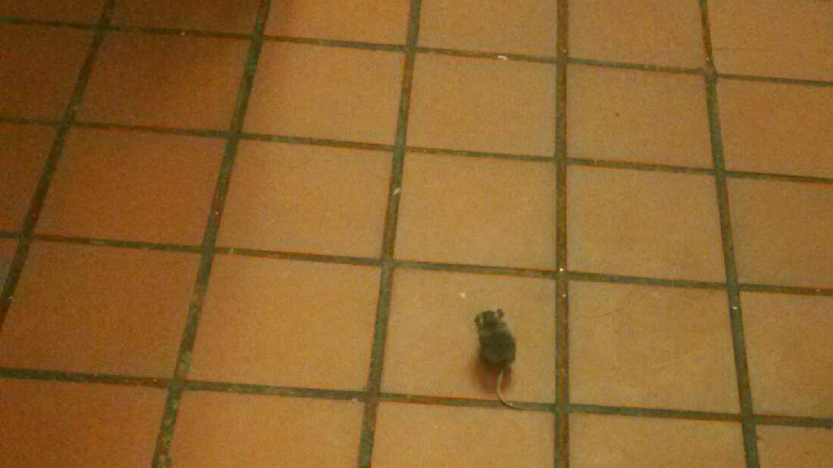  A mouse in the kitchen at Dover Woods (Image courtesy of Neil Nunez) 