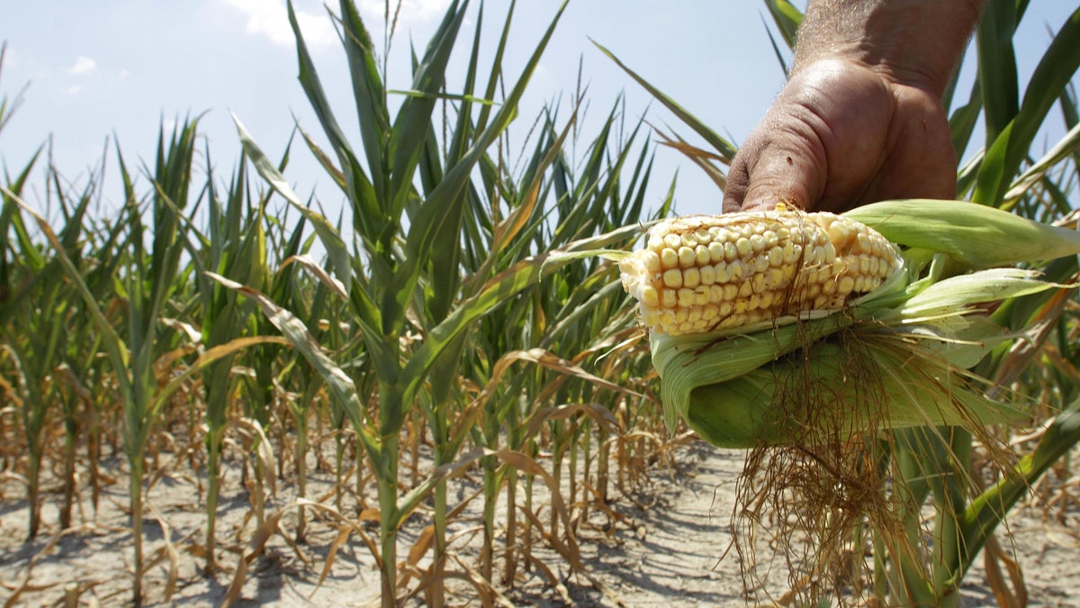 An Illinois farmer shows his drought- and heat-stricken corn while chopping it down for feed. (AP Photo/Seth Perlman