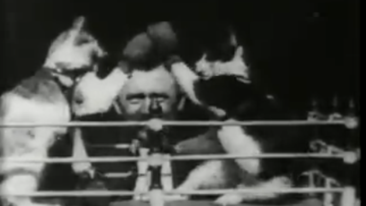  Screenshot of a 30-second film clip of two cats in a tiny boxing ring, 'Boxing Cats,' filmed in New Jersey by Thomas Edison, 1894. 