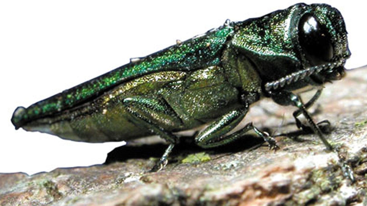  Emerald ash borers have been spotted in Bucks and Montgomery counties. Philadelphia is cutting ash trees as a pre-emptive strike.   (Image via Flickr/USDA) 