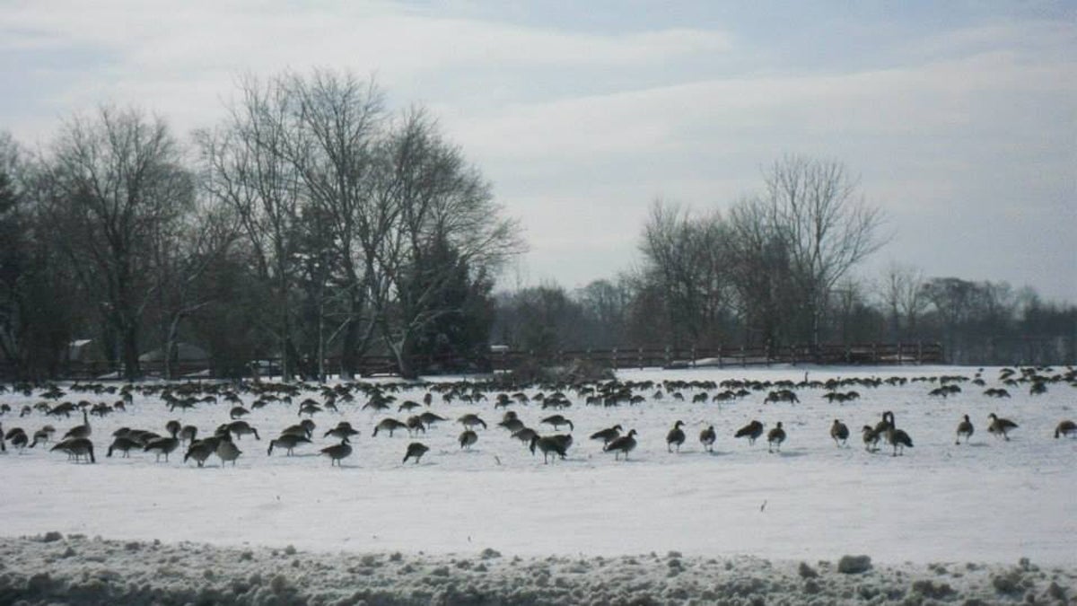  Canada geese flock to the fields. (Image courtesy of the New Jersey Farm Bureau) 