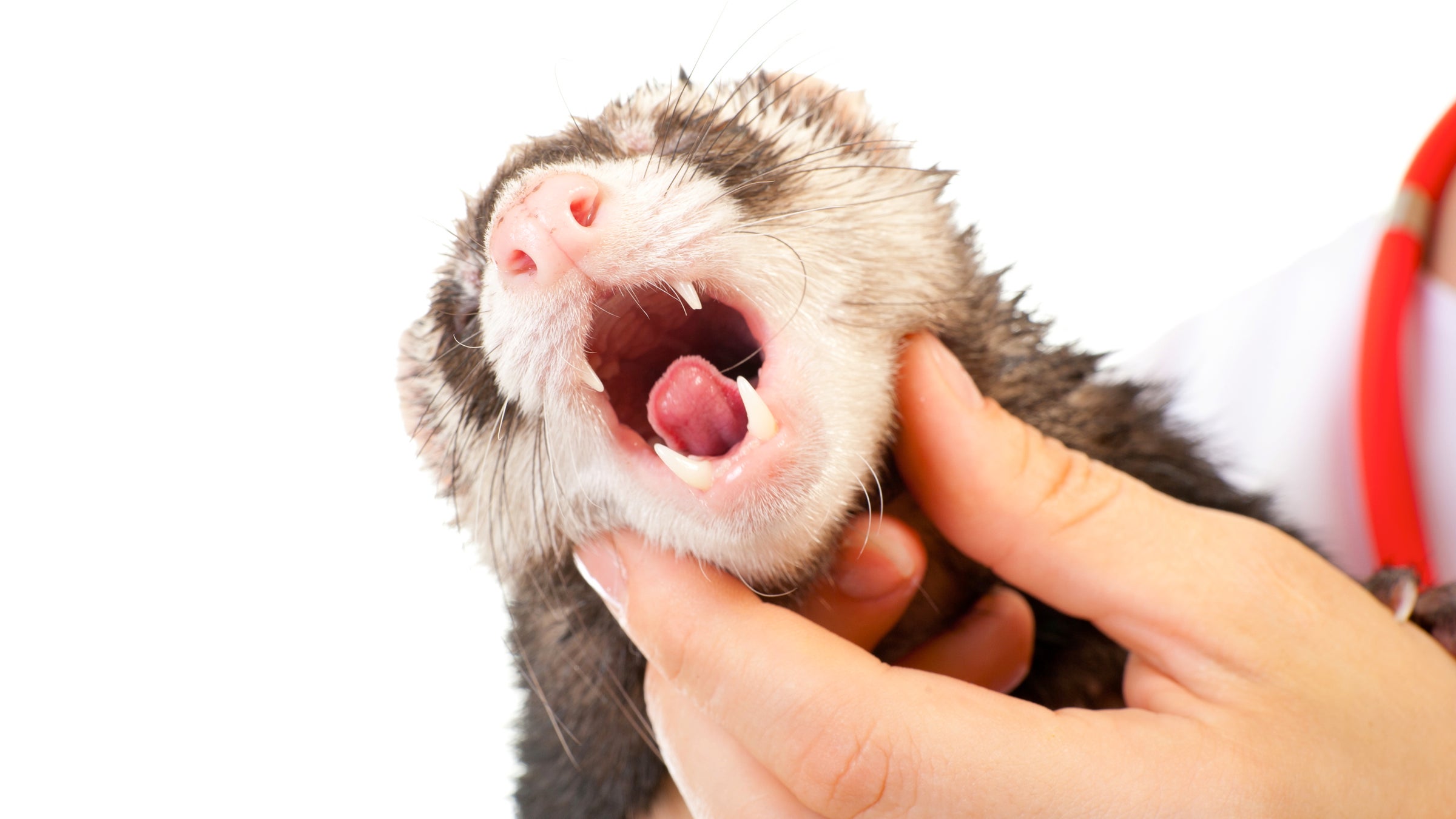  New research from the Wistar Institute casts doubt on the effectiveness of using ferrets as the primary model in developing flu vaccines. (<a href=