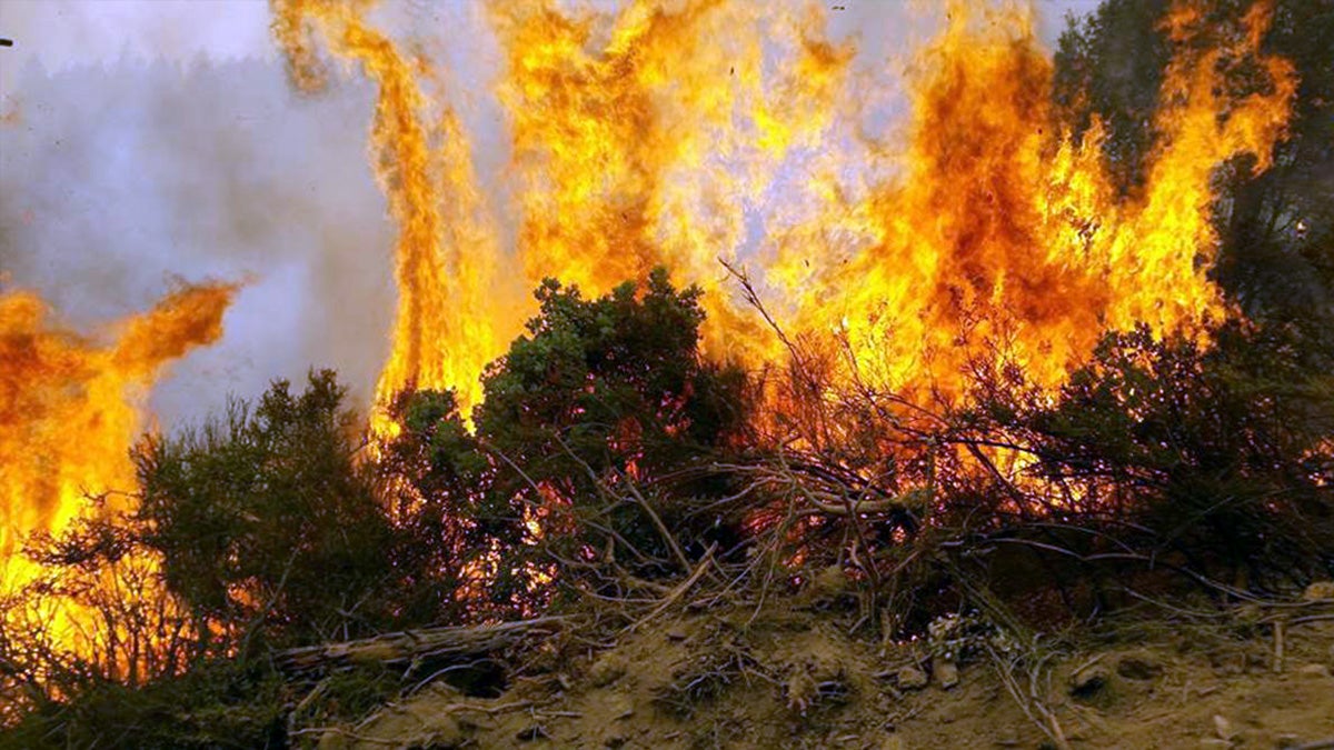  (Photo by Chris Sturm/Delaware Forest Service) 