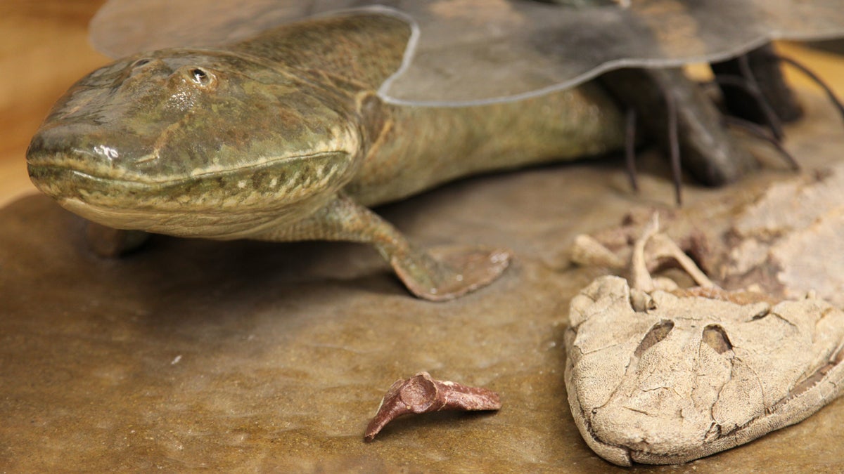  A model of tiktaalik (Image courtesy of Academy of Natural Sciences of Drexel University) 