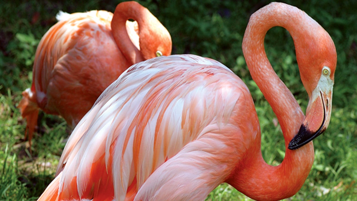 Two of Anderson's research subjects on view at the Bird Valley exhibit at The Philadelphia Zoo.  (Courtesy of The Philadelphia Zoo)