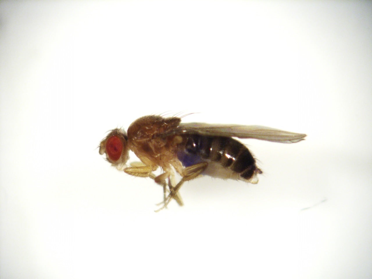  Blue dye visible in the abdomen of this fruit fly show it ate erythritol, a component of the sugar substitute Truvia. (Photo courtesy of Kaitlin Baudier) 