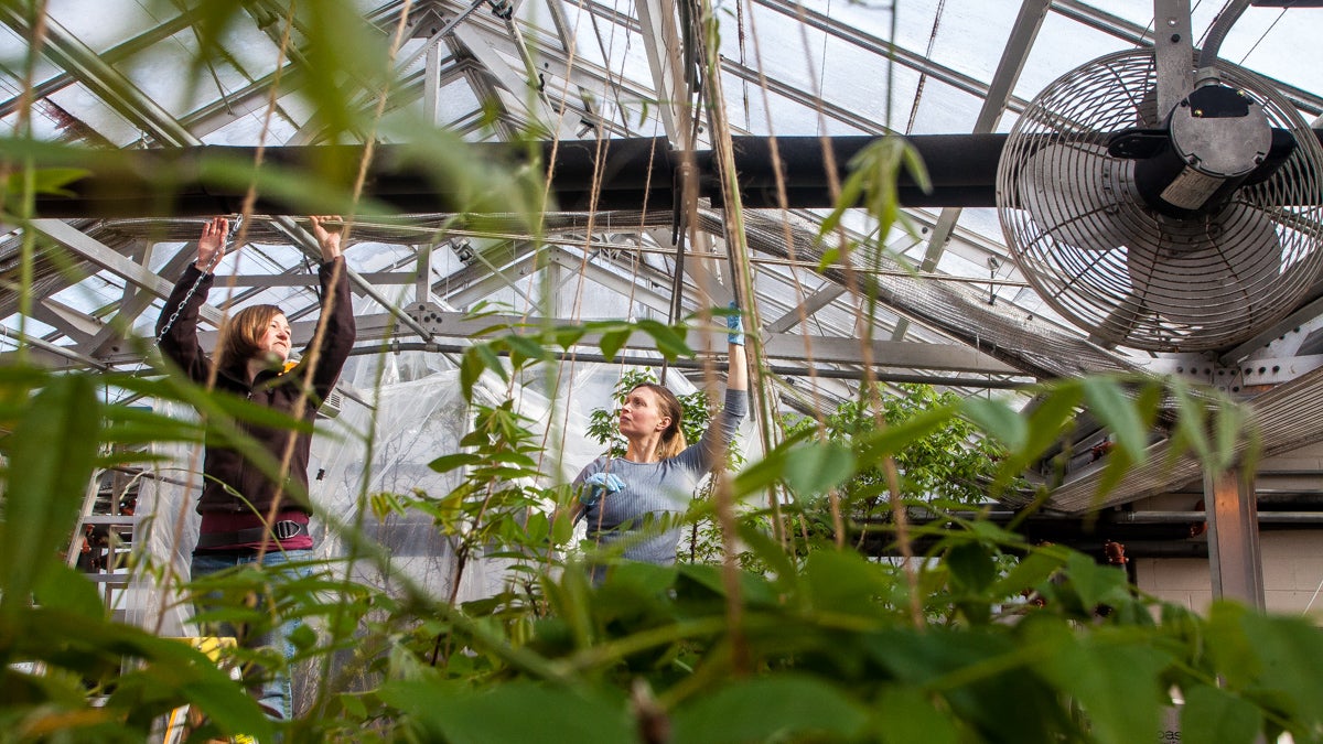  Horticulturalist Kathryn Reber and student Maya Czulewicz work to move a light that will help in getting flowers to bloom on time for the Philadelphia Flower Show. (Brad Larrison/for NewsWorks) 