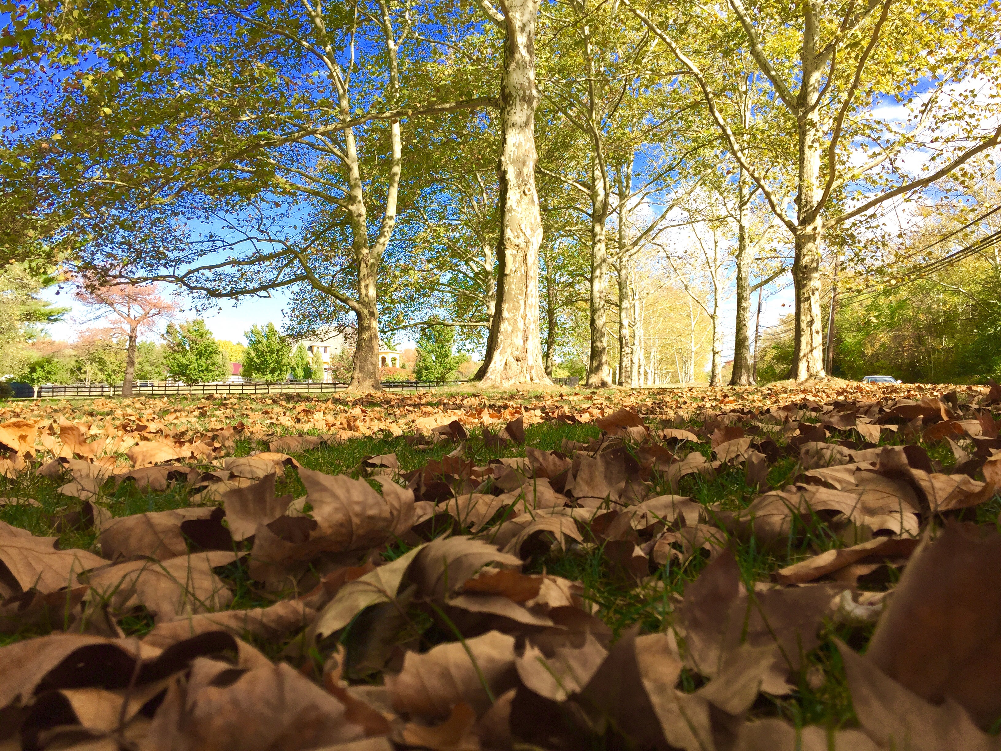 Leaves in a Central Jersey park