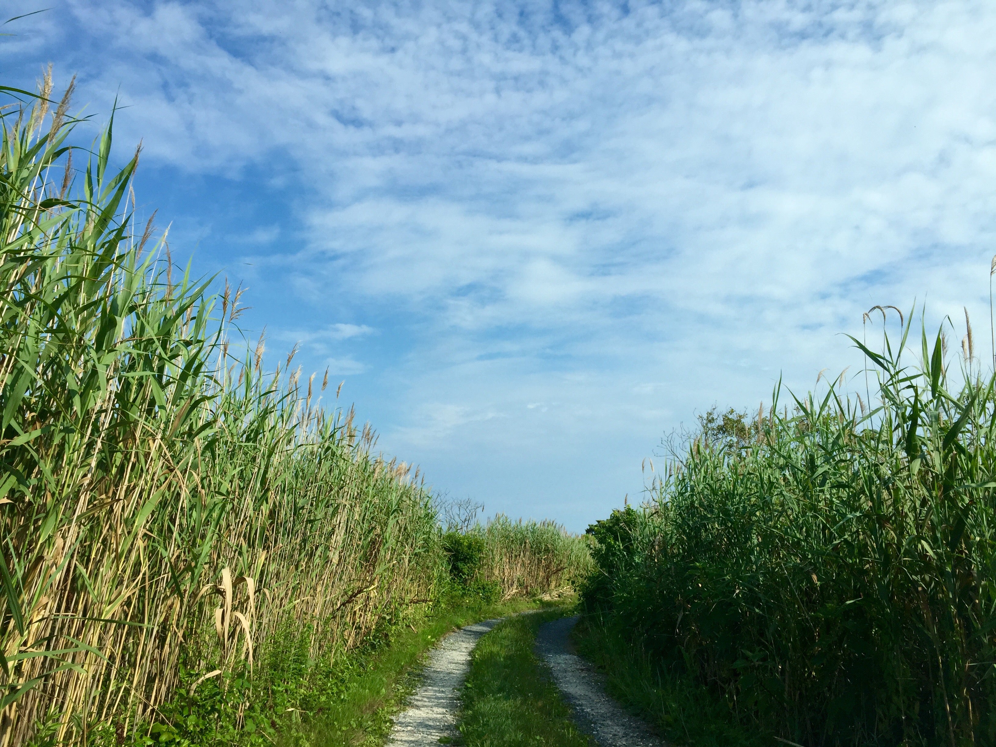  A trail to the Barnegat Bay in Island Beach State Park. (Photo: Justin Auciello/for NewsWorks) 
