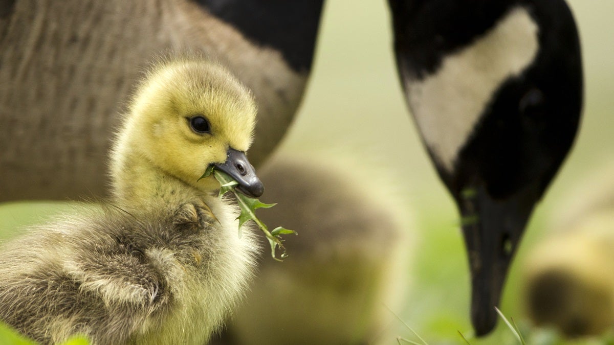  A Canada goose and a gosling feed near the Schuylkill River Friday, May 1, 2015, in Philadelphia. (AP Photo/Matt Rourke) 