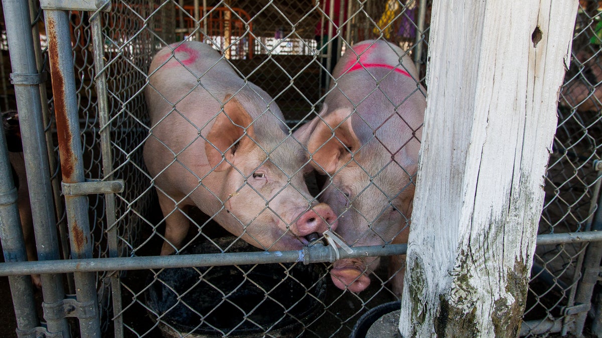 Pigs on display get a drink of water at the Gloucester County 4-H Fair Friday. (Brad Larrison/for NewsWorks)