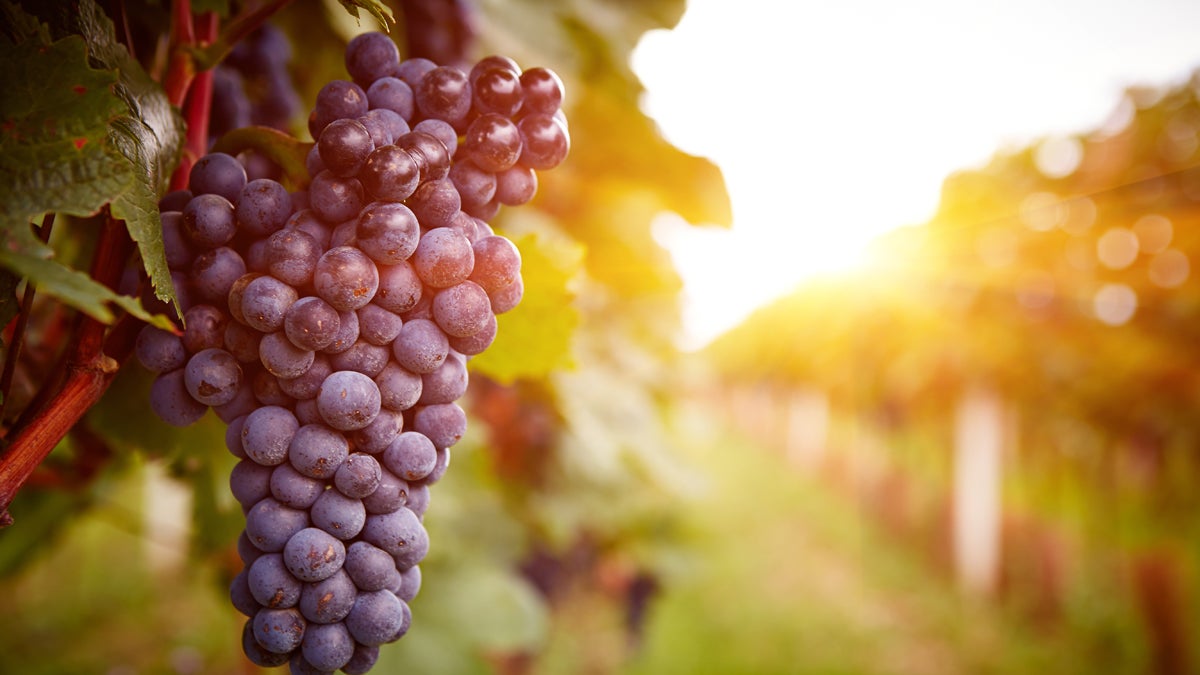 Wine is now being described as the canary in the coal mine of agriculture in the era of climate change. (Shutterstock Image: http://shutr.bz/1KEs8za)