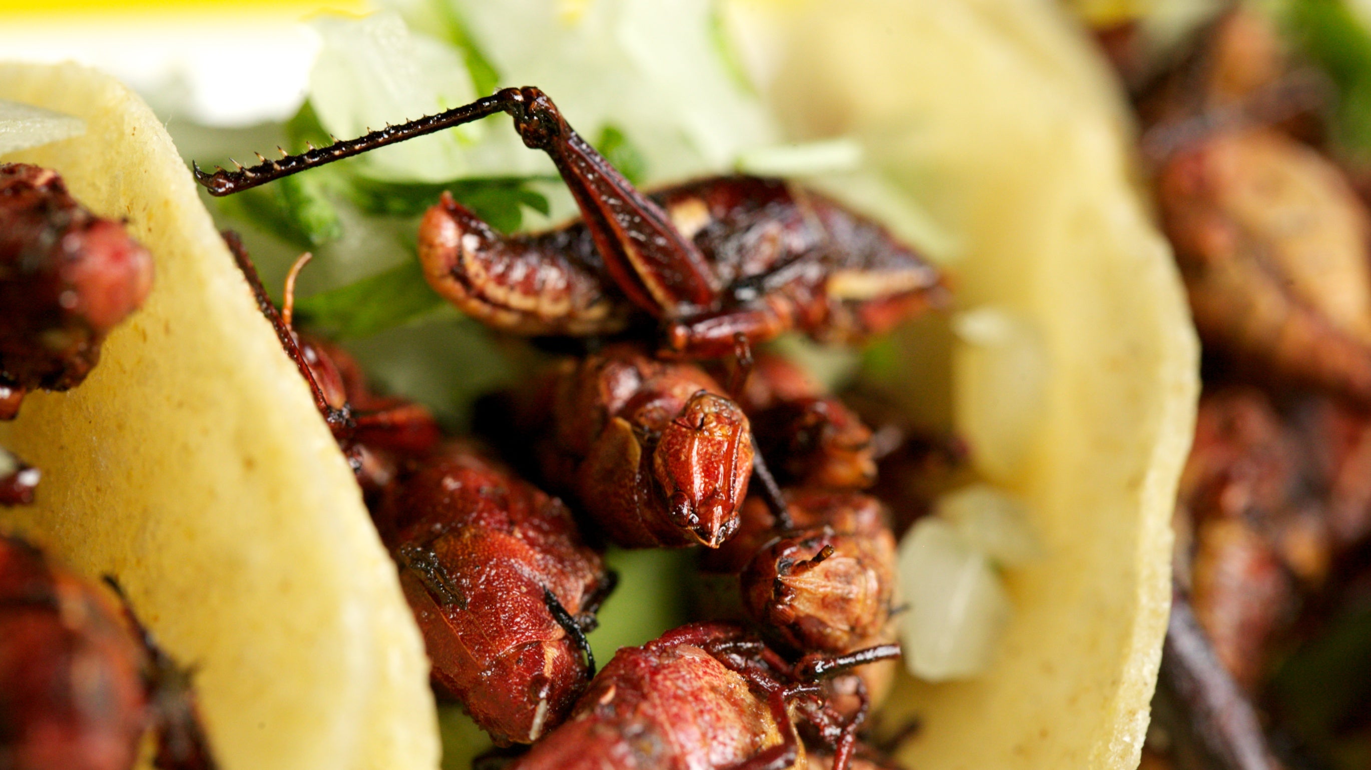  The Tacos de Chapulines at Taqueria Feliz (Nathaniel Hamilton/for NewsWorks) 