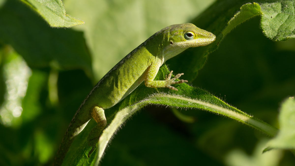  A Green Anole rests nicely camouflaged in the plants. (Shutterstock photo, file) 