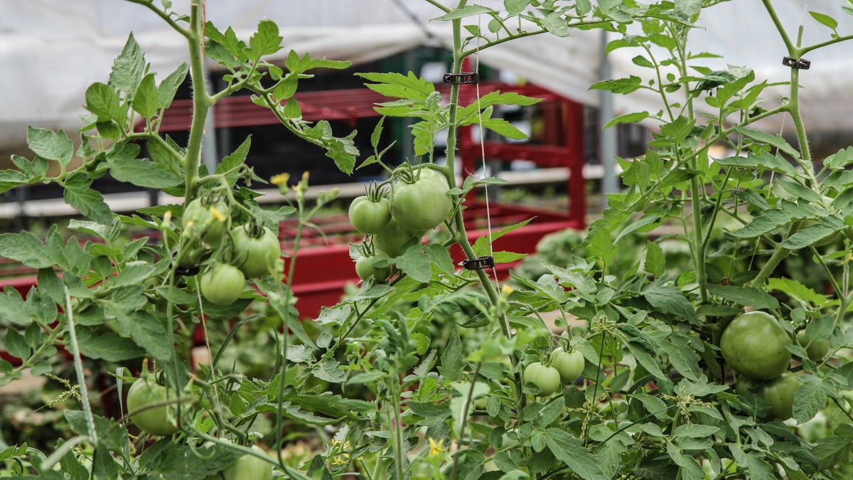 Tomatoes on the vine at Greensgrow in Kensington are just a small part of the legacy of the urban farm's founder