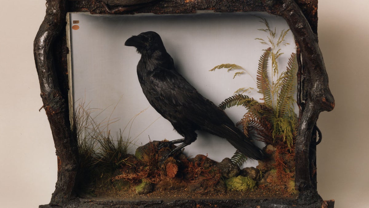  You don't have to be an English major to appreciate the awesome nerd cache of this mounted raven at the Free Library of Philadelphia. In life, he was named Grip, and he belonged to Charles Dickens and served as the inspiration for Poe's 