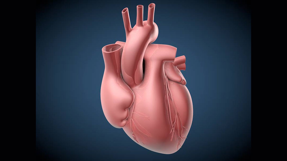  Pictured here is a normal human heart. Heart failure occurs when the heart muscle’s ability to pump blood is impaired. (Image courtesy of C. Bickel/Science Translational Medicine) 