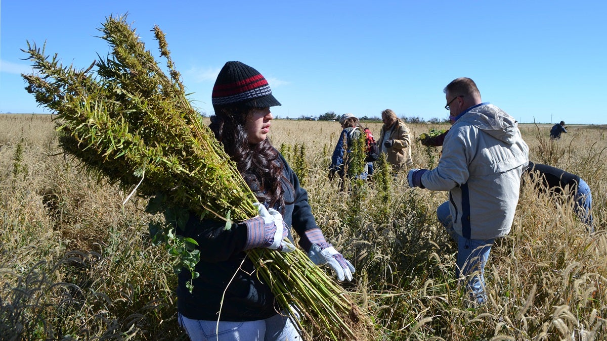  In this Oct. 5, 2013 photo, volunteers harvest hemp at a farm in Springfield, Colo. during the first known harvest of industrial hemp in the U.S. since the 1950s. America is one of hemp’s fastest-growing markets, with imports largely coming from China and Canada. Most of that is hemp seed and hemp oil, which finds its way into granola bars, soaps, lotions and even cooking oil. (AP Photo/P. Solomon Banda) 