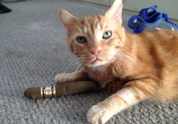  Higgs the Cat Celebrates the Physics Nobel with a Cigar 