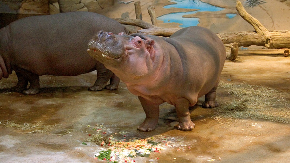  In this photo provided by Adventure Aquarium, hippo Button digs into a birthday cake in Camden. Button and Genny, in the background, have moved to the aquarium's new Hippos Haven.  (AP file photo) 